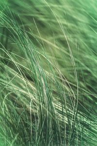 Full frame shot of wheat field