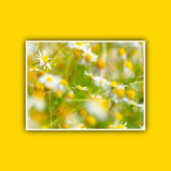 Close-up of yellow flowering plant