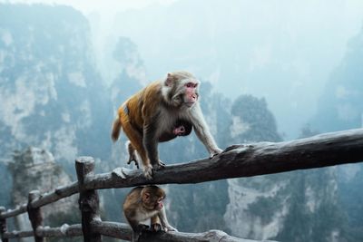 Monkey with infants on wooden fence during foggy weather