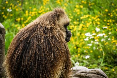 Lion sitting outdoors