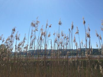 Plants against clear blue sky