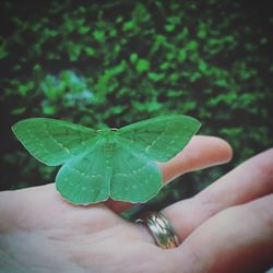 Close-up of hand holding leaf