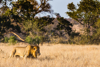 Side view of a cat on landscape