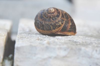 Close-up of snail on rock