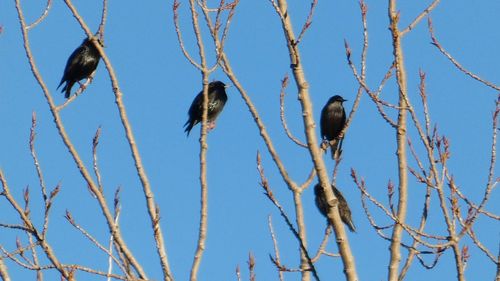 Low angle view of birds perching on branch against blue sky