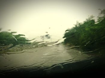 Close-up of wet swimming in water