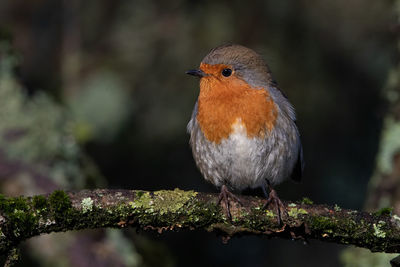 Close-up of bird perching on branch