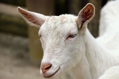 Close-up of goat