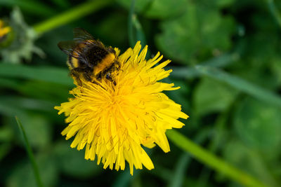 Close-up of bee pollinating on flower