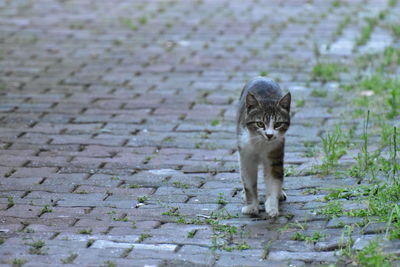Portrait of cat on footpath by street