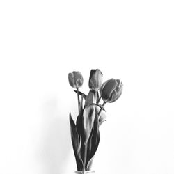 Close-up of plant against white background