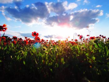 Close-up of flowers blooming in field