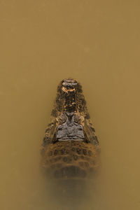 Directly above shot of caiman in pond