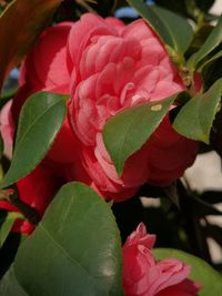 Close-up of pink rose plant