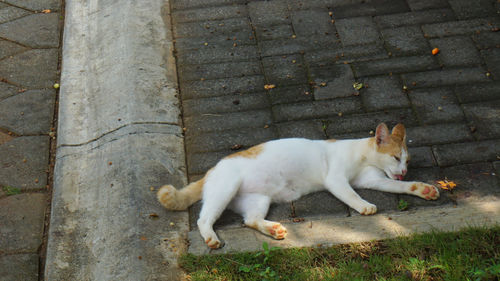 High angle view of cat lying on footpath