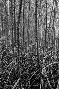 Close-up of tree trunk in forest