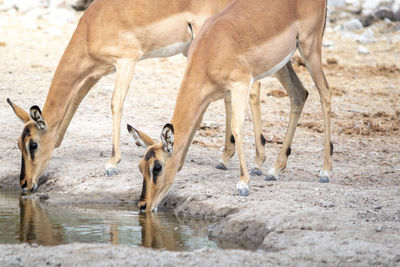 Two impala antelopes drinking water from a waterhole in the african savannah during a safari 