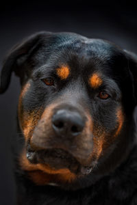 Close-up portrait of dog