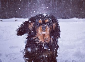 Close-up of dog during snow fall