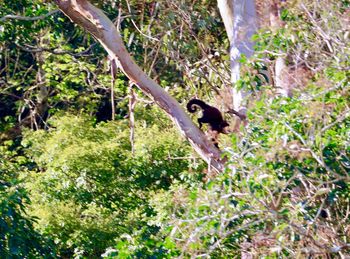 Bird on tree trunk