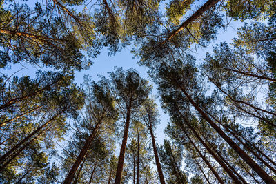 Low angle view of trees