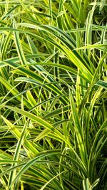 Full frame shot of plants growing on field