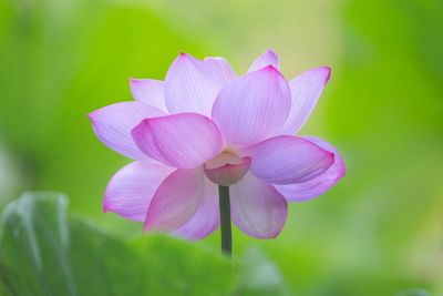 Close-up of pink flower blooming