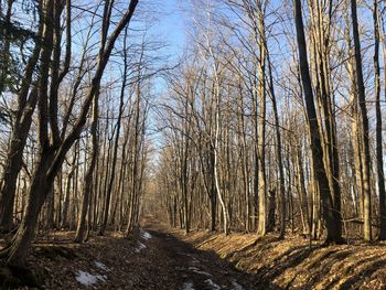 Bare trees in forest