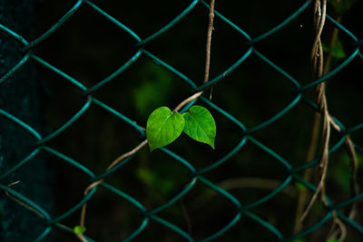 Close-up of green leaves on chainlink fence