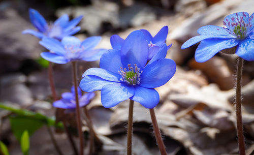 Close-up of purple blue flower