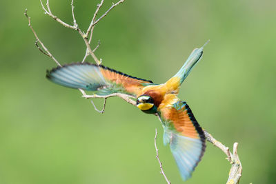 Close-up of bird perching on branch