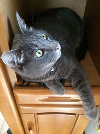 High angle portrait of cat sitting at home