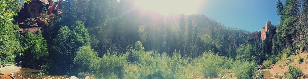 Panoramic view of pine trees in forest against sky