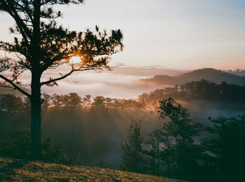 Trees on landscape against sky during sunset