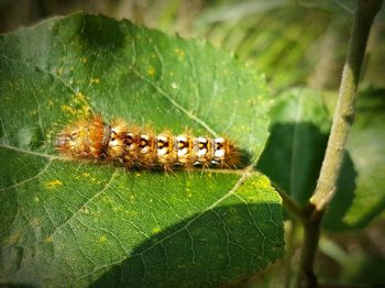 Close-up of insect on plant