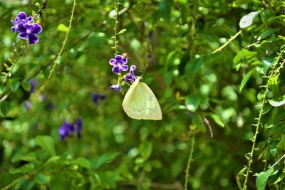 Close-up of butterfly on purple flowering plant