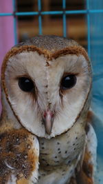 Close-up portrait of owl