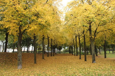 Trees on landscape during autumn
