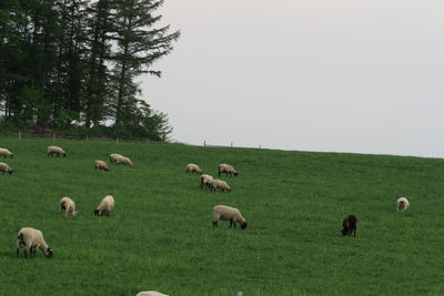 Flock of sheep grazing in field