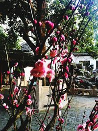 Pink flowers blooming on tree