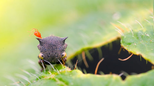 Close-up of planthopper on leaf