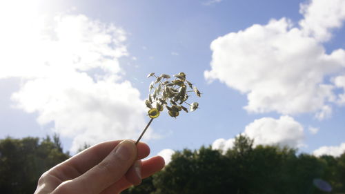 Close-up of hand holding dandelion