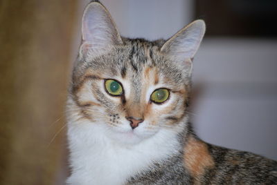 Close-up portrait of tabby cat