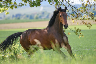 Horse grazing on field