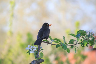 Bird perching on plant