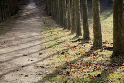 Dirt road amidst trees in forest