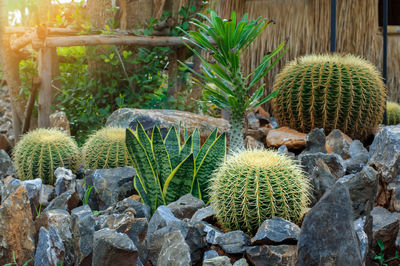 Close-up of succulent plant