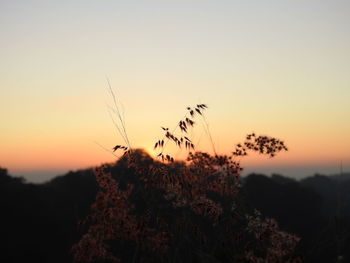 Close-up of silhouette plants on field against sky during sunset