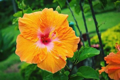 Close-up of yellow flower