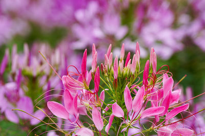 Close-up of pink flowering plant